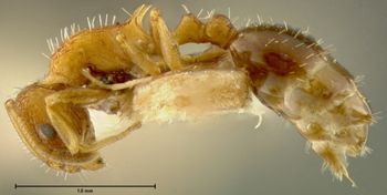 Media type: image; Entomology 21023   Aspect: habitus lateral view